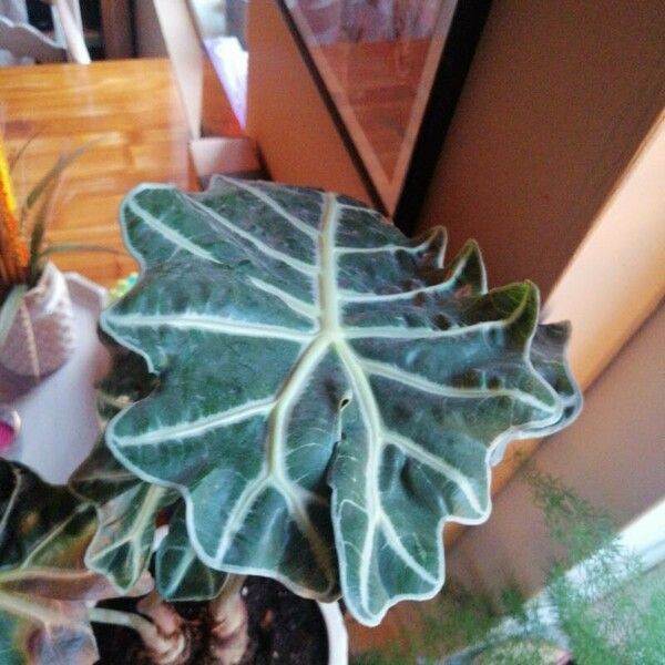 Alocasia sanderiana Leht