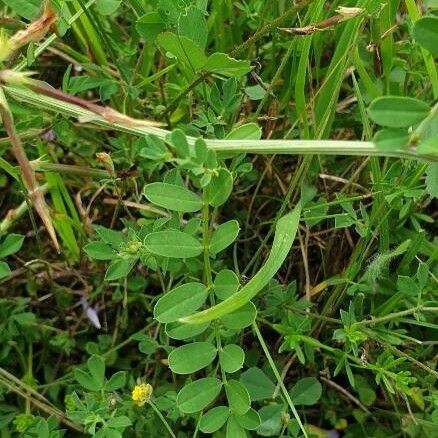 Coronilla varia Liść