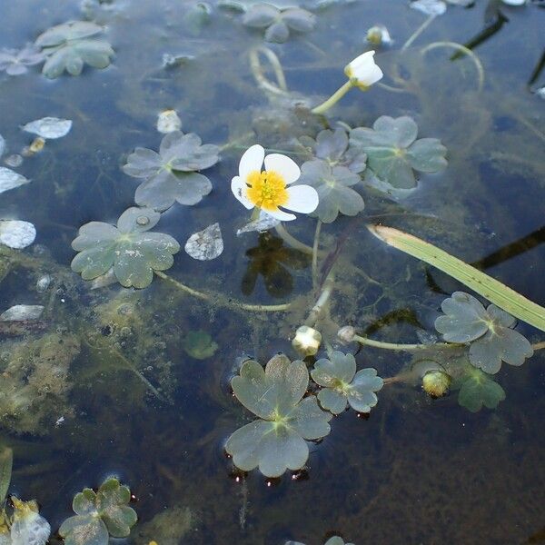 Ranunculus peltatus Habit