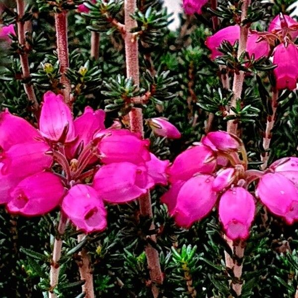 Erica cinerea Alia