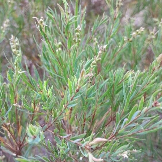 Melaleuca linariifolia ഇല