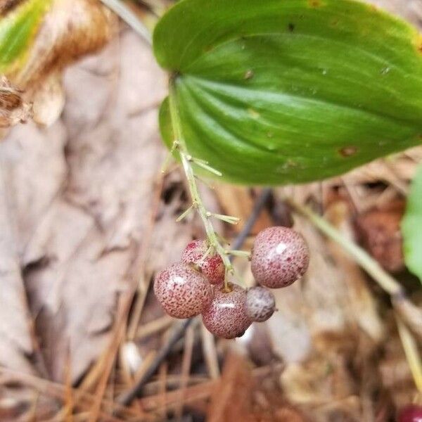 Maianthemum canadense Hedelmä