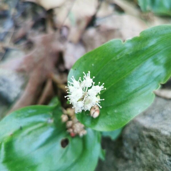 Maianthemum canadense ᱵᱟᱦᱟ