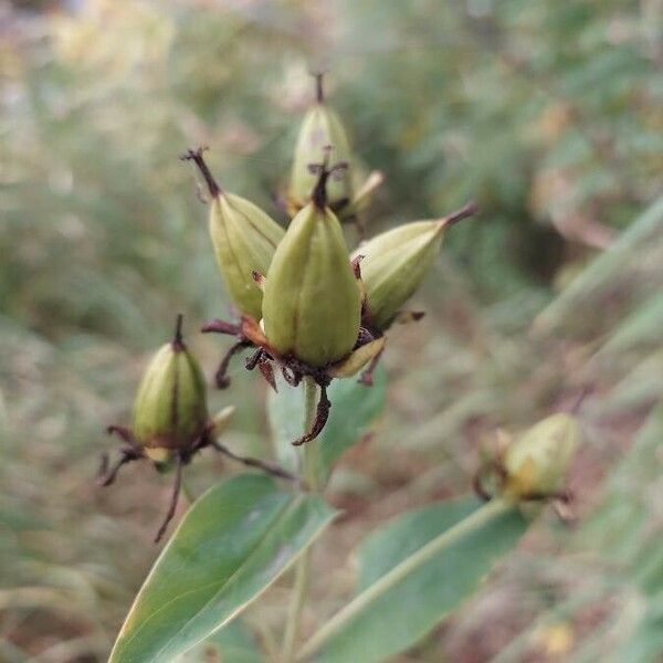 Hypericum ascyron Fruit