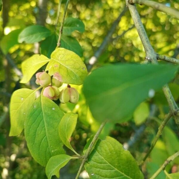 Euonymus europaeus Liść