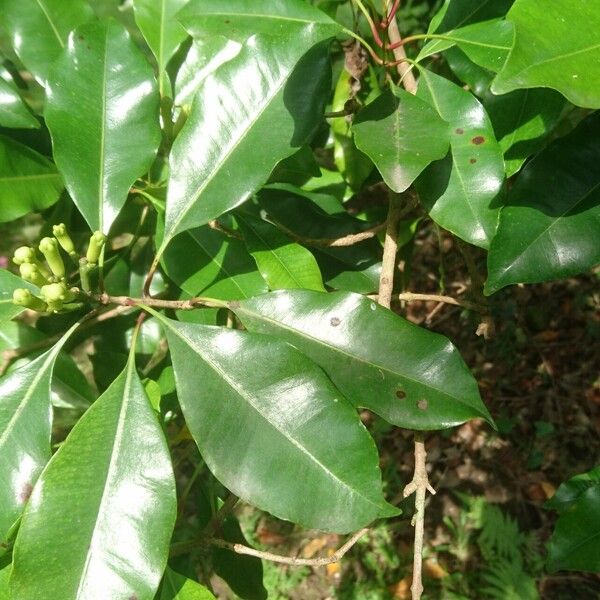 Syzygium aromaticum برگ