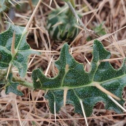 Solanum virginianum Leaf