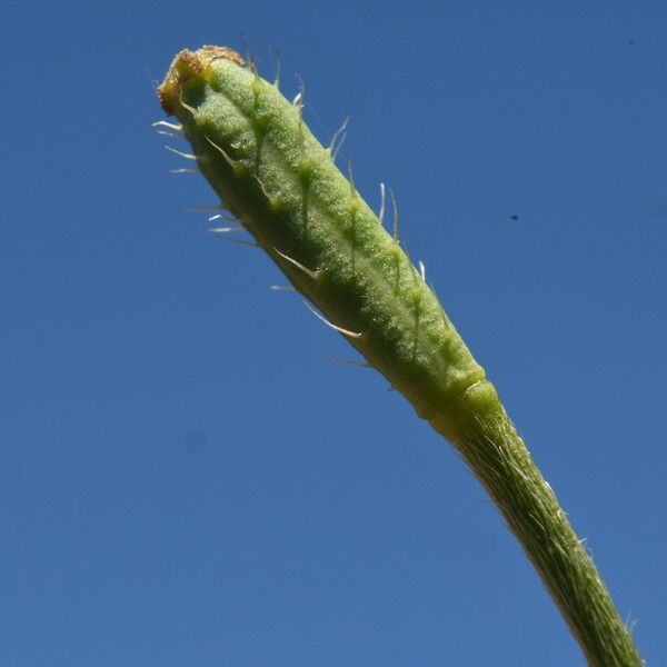 Papaver argemone Fruit