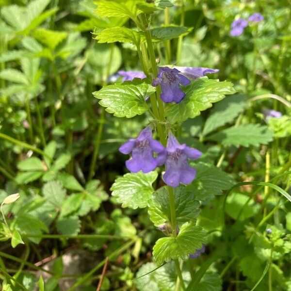 Glechoma hederacea Flower