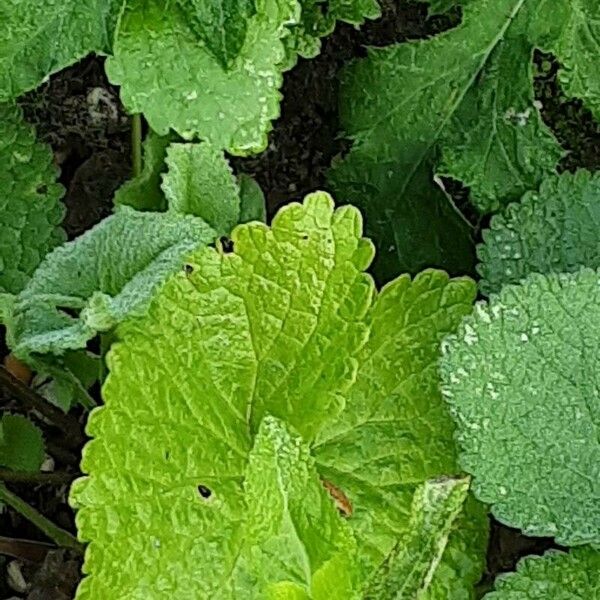 Phlomoides tuberosa Лист