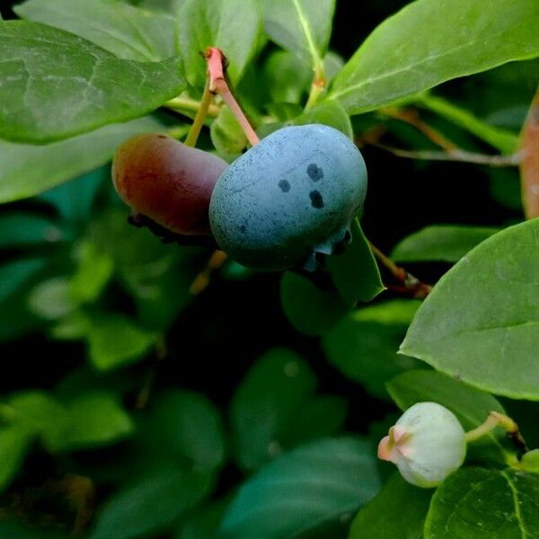 Vaccinium uliginosum Ffrwyth