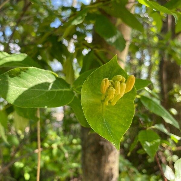 Lonicera dioica Leaf