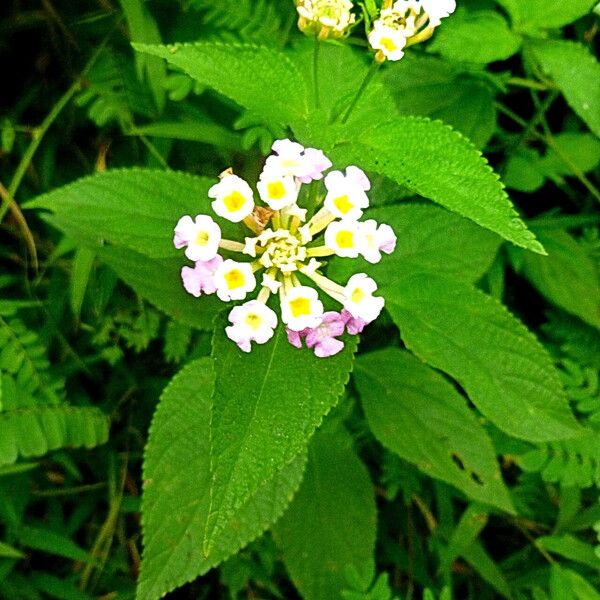 Lantana camara 叶