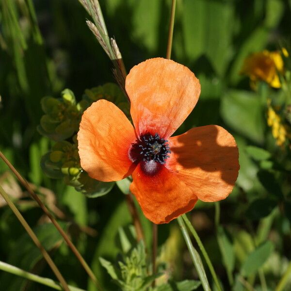 Papaver hybridum Кветка