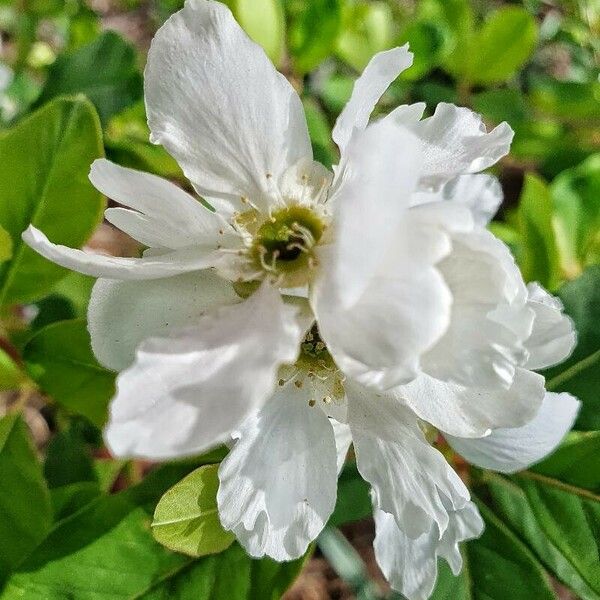 Exochorda racemosa പുഷ്പം