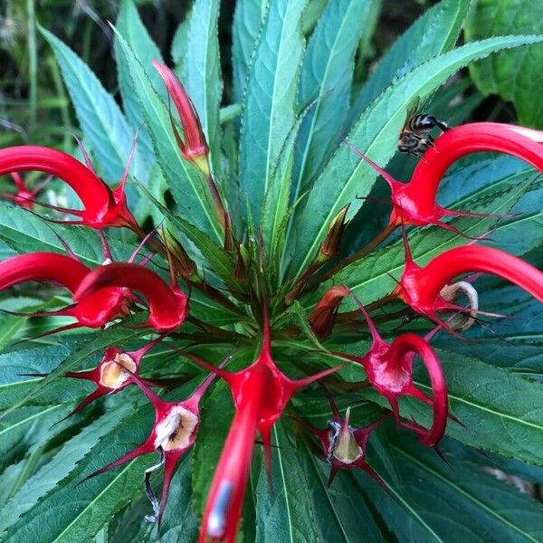 Lobelia persicifolia Fleur