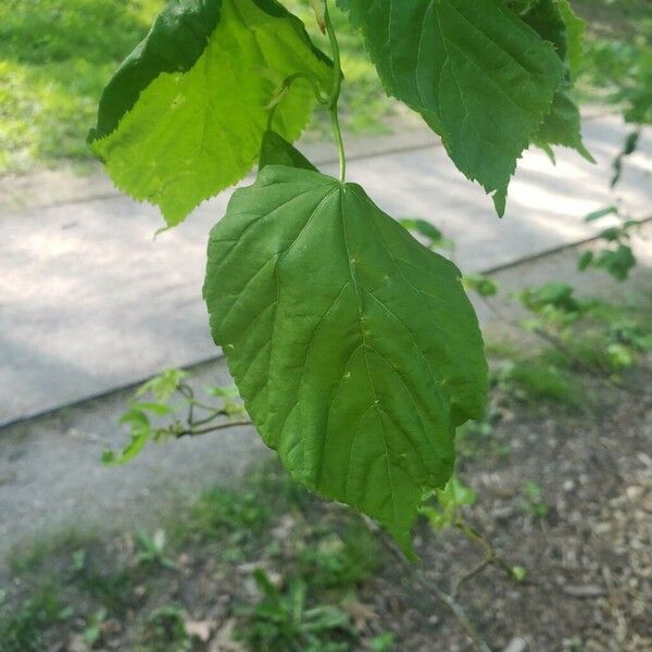 Tilia platyphyllos Frunză