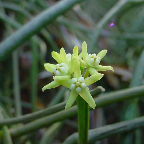 Cynanchum viminale Flor