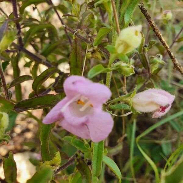 Sesamum angolense Цветок