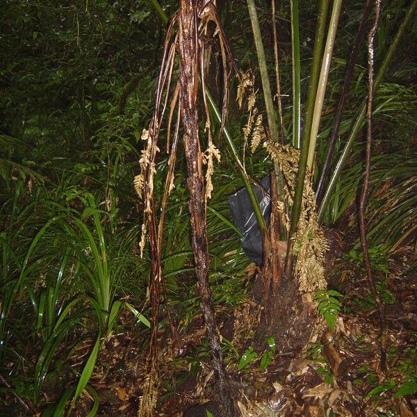 Cyathea glaziovii Habit