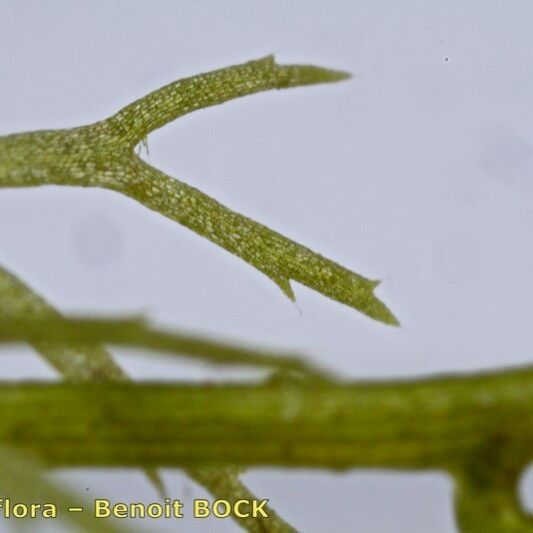 Utricularia ochroleuca Kůra