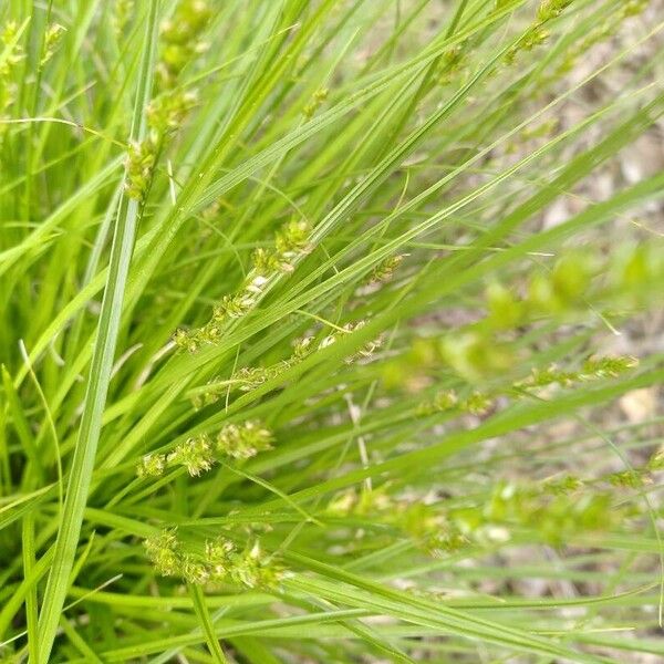 Carex elongata Kvet
