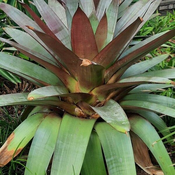 Vriesea imperialis Blad