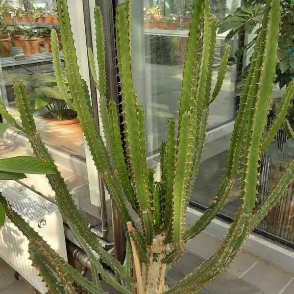 Euphorbia persistentifolia Kabuk