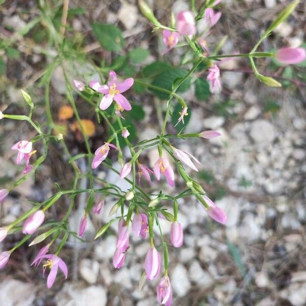 Centaurium quadrifolium 花