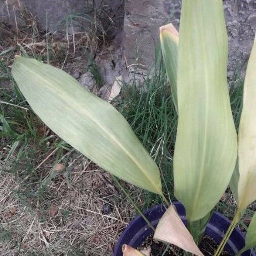 Aspidistra elatior ഇല