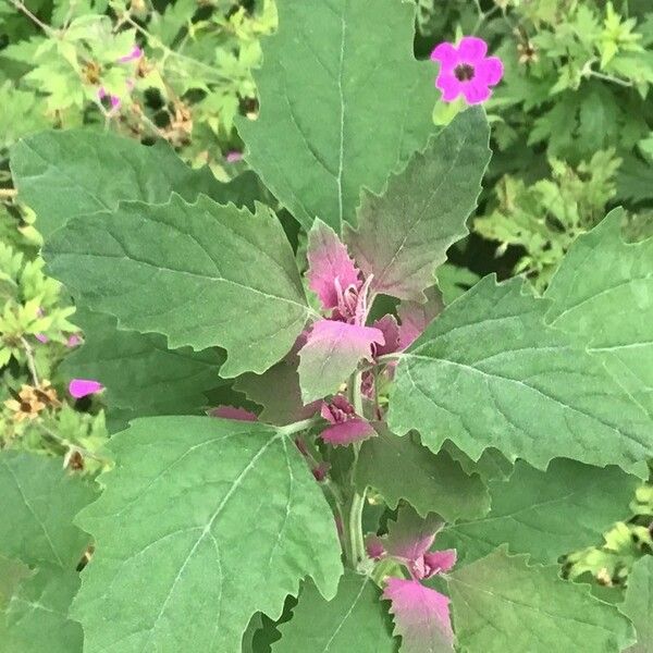 Chenopodium giganteum Blad