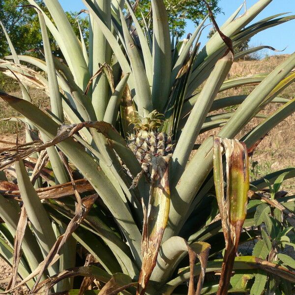 Ananas comosus Fruto