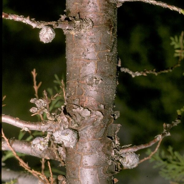 Cupressus lusitanica Hedelmä