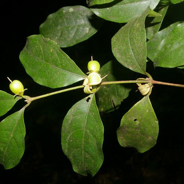 Cassipourea elliptica Plod