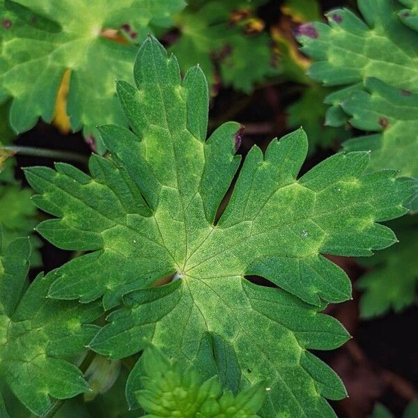 Geranium wallichianum Leaf