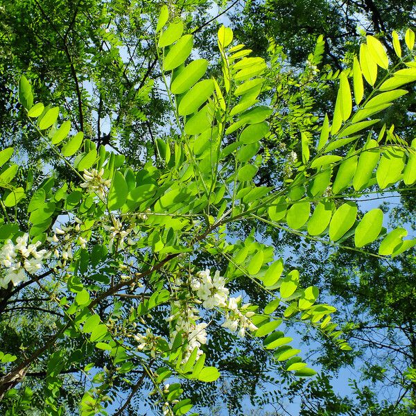 Robinia pseudoacacia Lapas