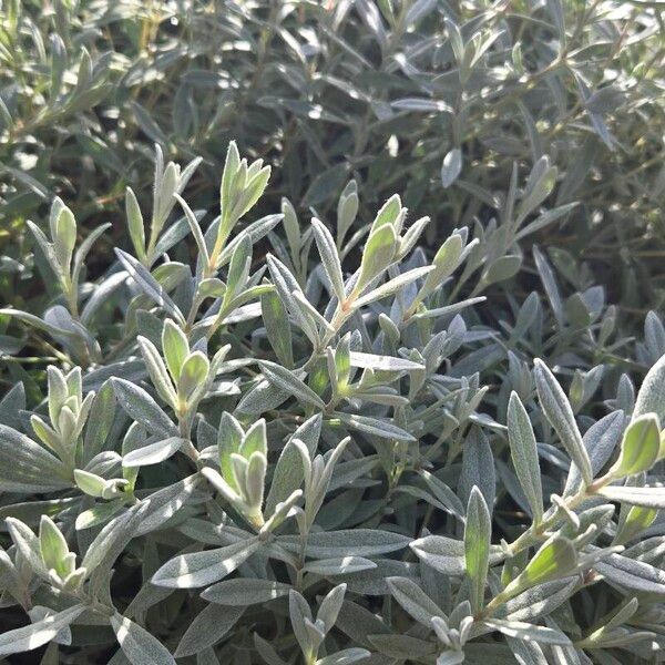 Cerastium tomentosum Leaf