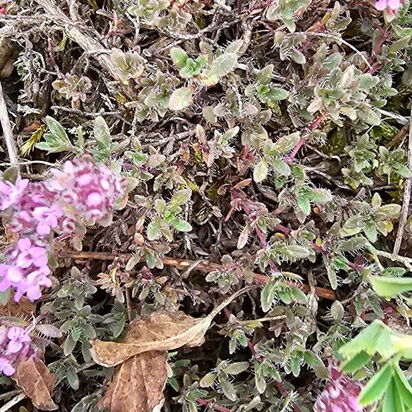 Thymus dolomiticus Hostoa