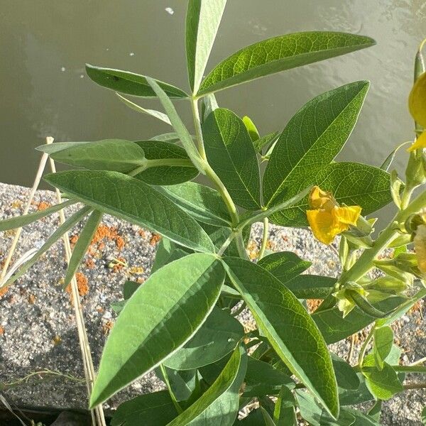 Crotalaria micans Leaf