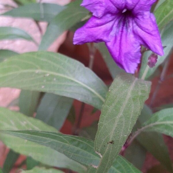 Ruellia simplex Kvet