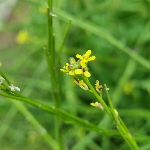 Sisymbrium officinale Fiore