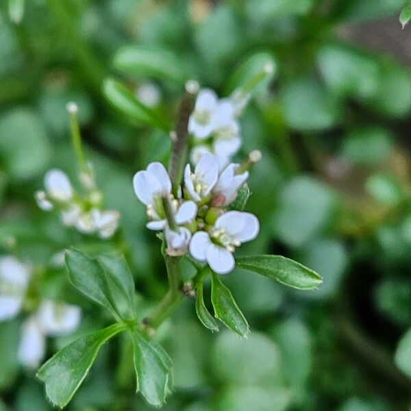 Cardamine hirsuta Fiore