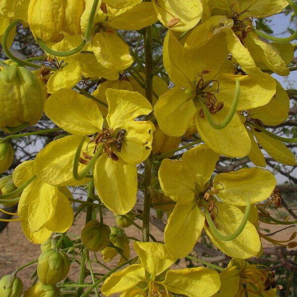 Cassia sieberiana Flower