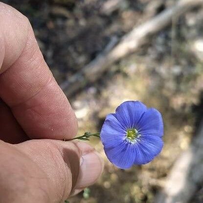 Linum austriacum Blüte