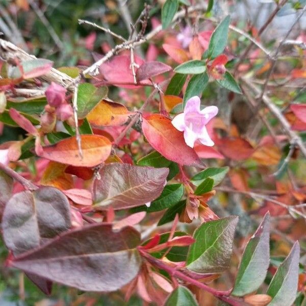 Abelia × grandiflora Flower