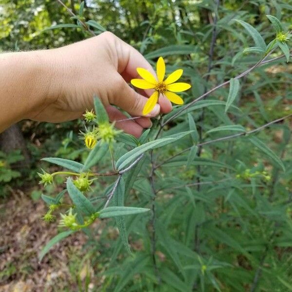 Helianthus hirsutus Blüte