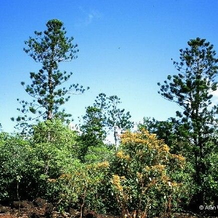 Araucaria nemorosa ᱛᱟᱦᱮᱸ