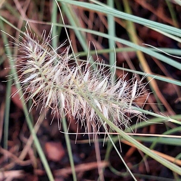 Cenchrus setaceus Fruchs