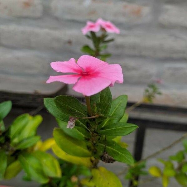 Catharanthus roseus Kvet