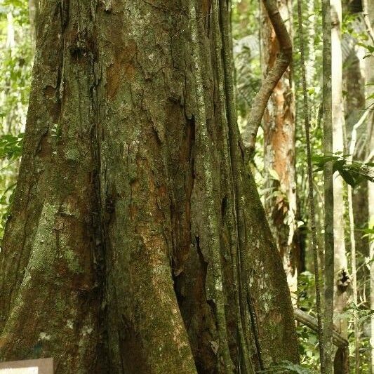 Micropholis obscura Escorça